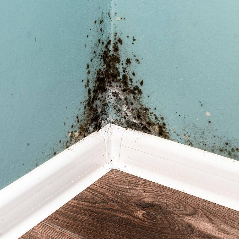 Home cleanup for removing black mold