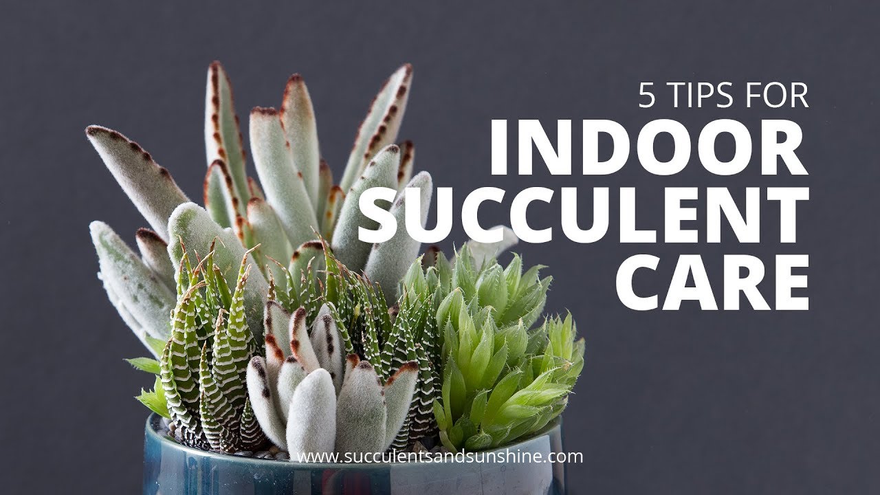 How to care for succulents