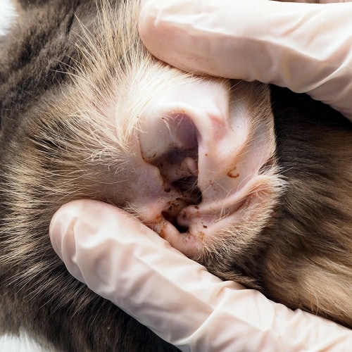 Checking a cat for ear mites