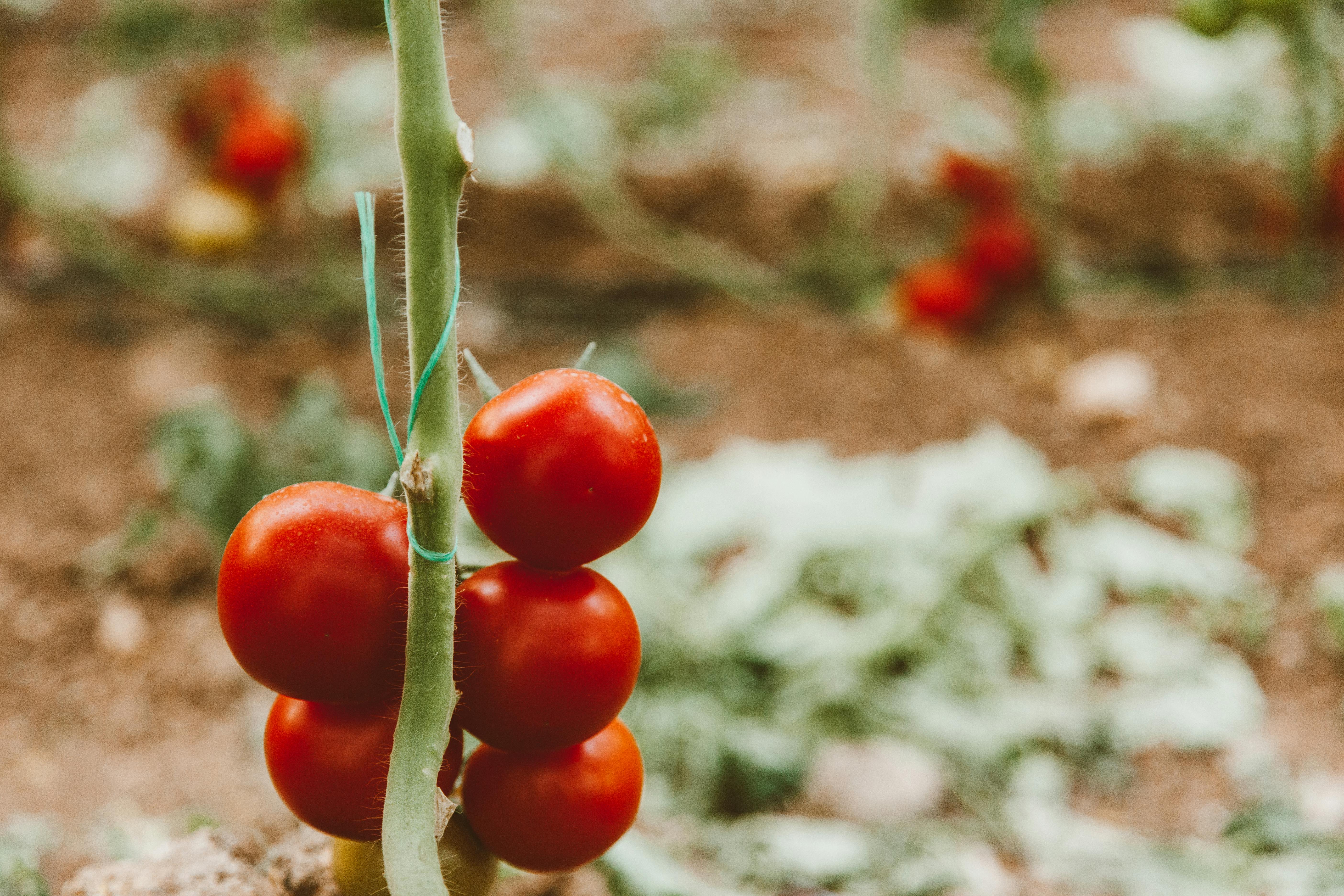 Tomato planting process